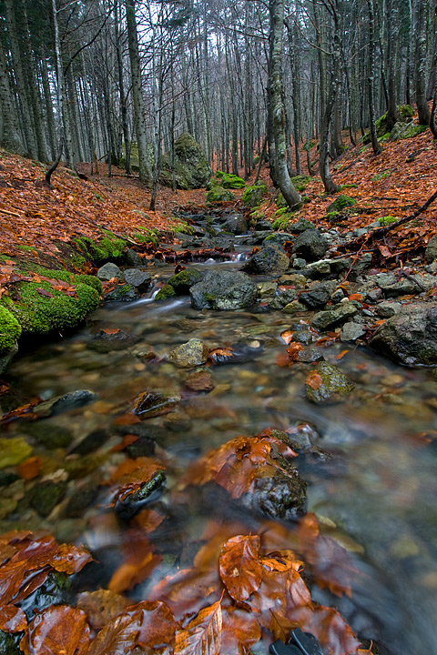 foliage, autunno, faggi val d'aveto